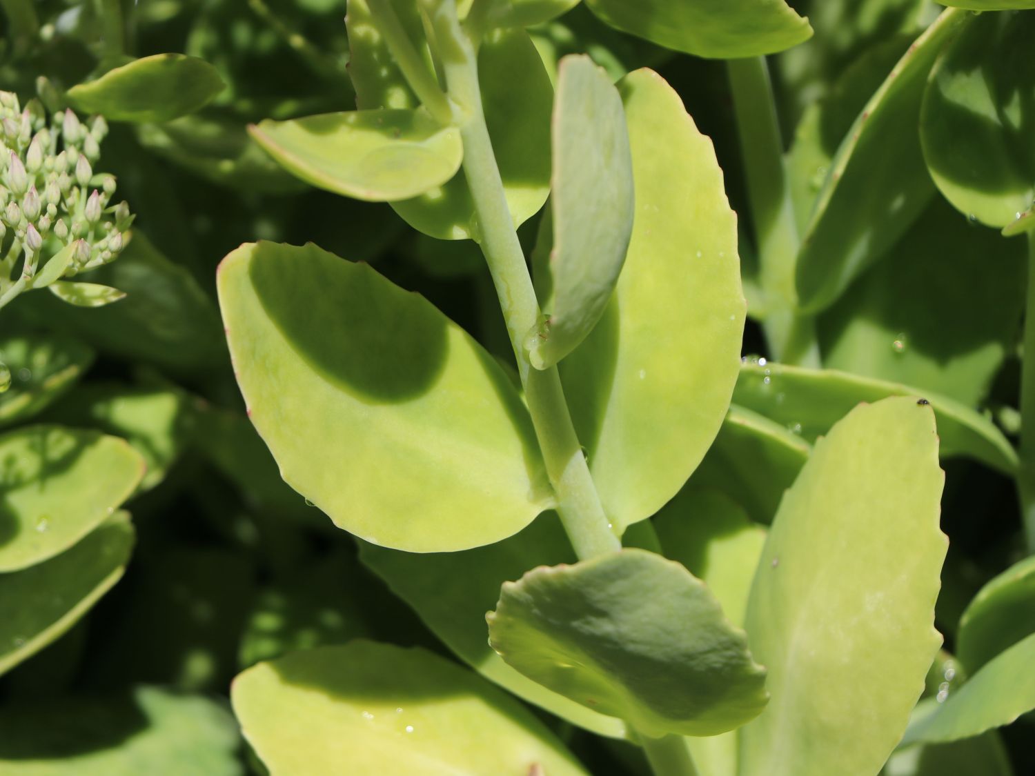 Prächtige Fetthenne 'Lisa' - Sedum spectabile 'Lisa'