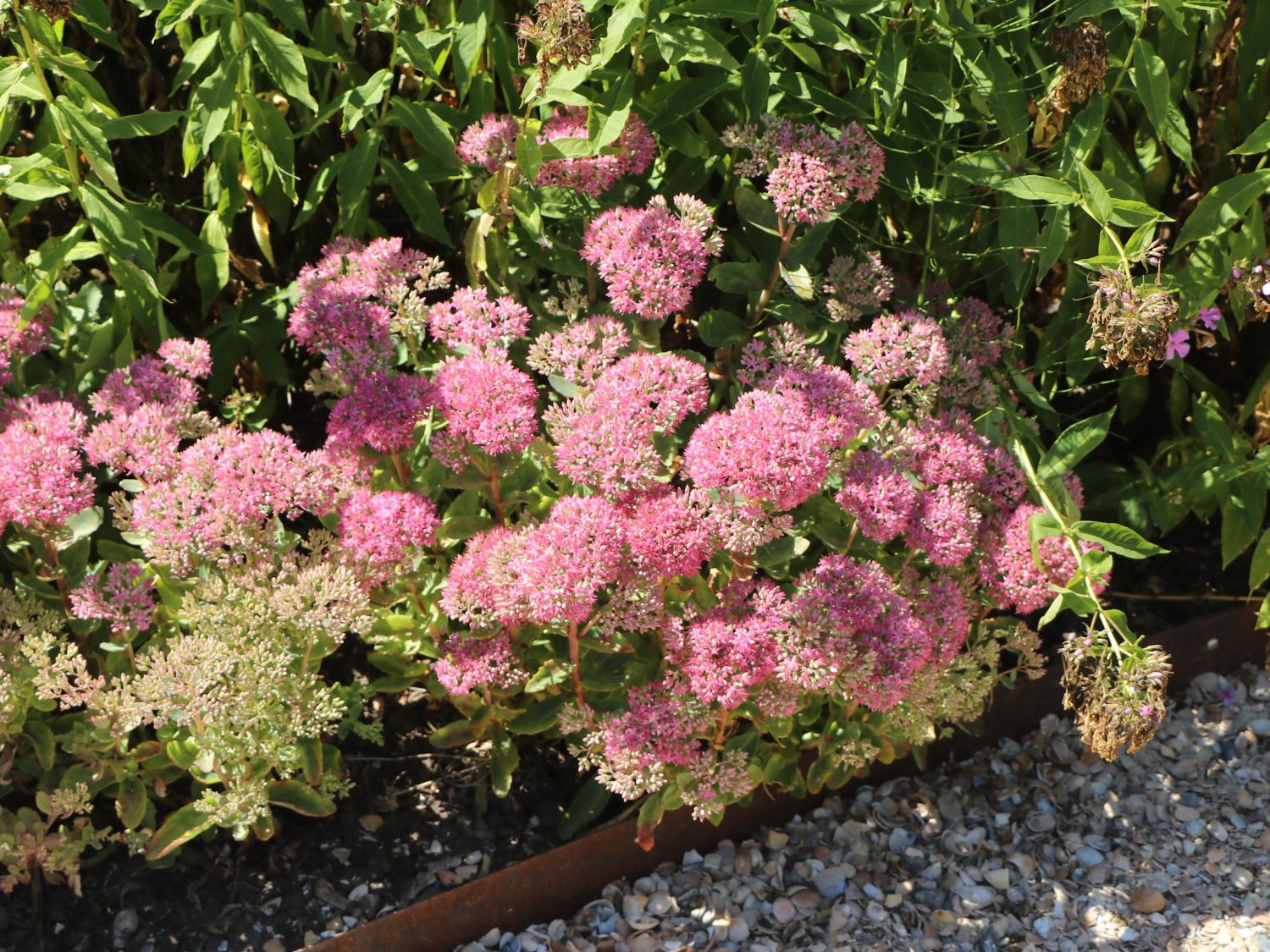 Prächtige Fetthenne 'Septemberglut' - Sedum spectabile 'Septemberglut'