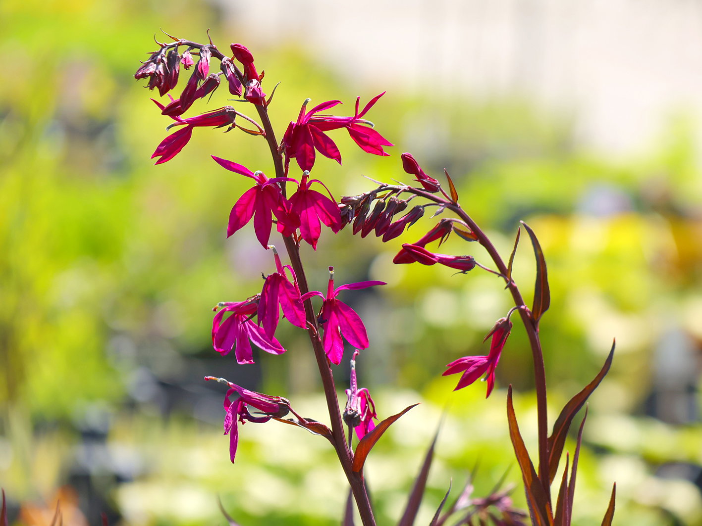Prächtige Lobelie 'Russian Princess' - Lobelia x speciosa 'Russian Princess'
