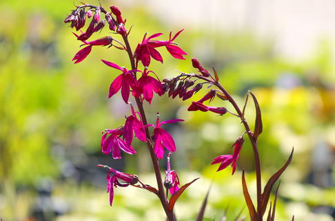 Prächtige Lobelie 'Russian Princess' - Lobelia x speciosa 'Russian Princess'