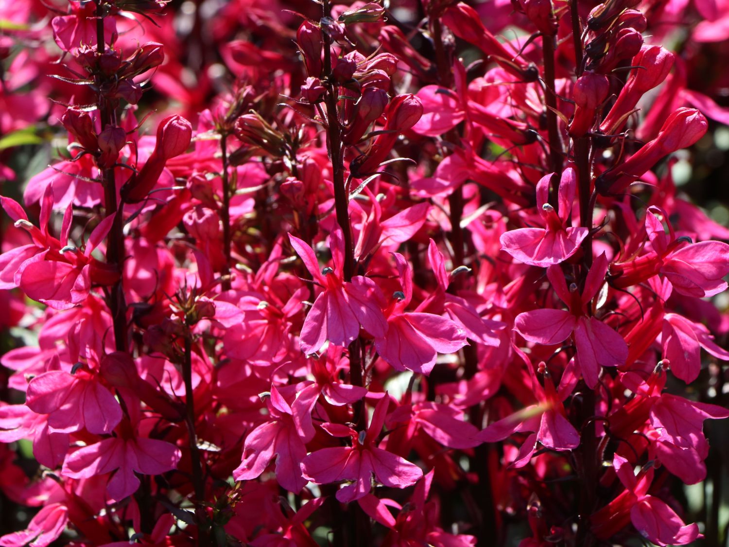 Prächtige Lobelie 'Starship Deep Rose' - Lobelia x speciosa 'Starship Deep Rose'