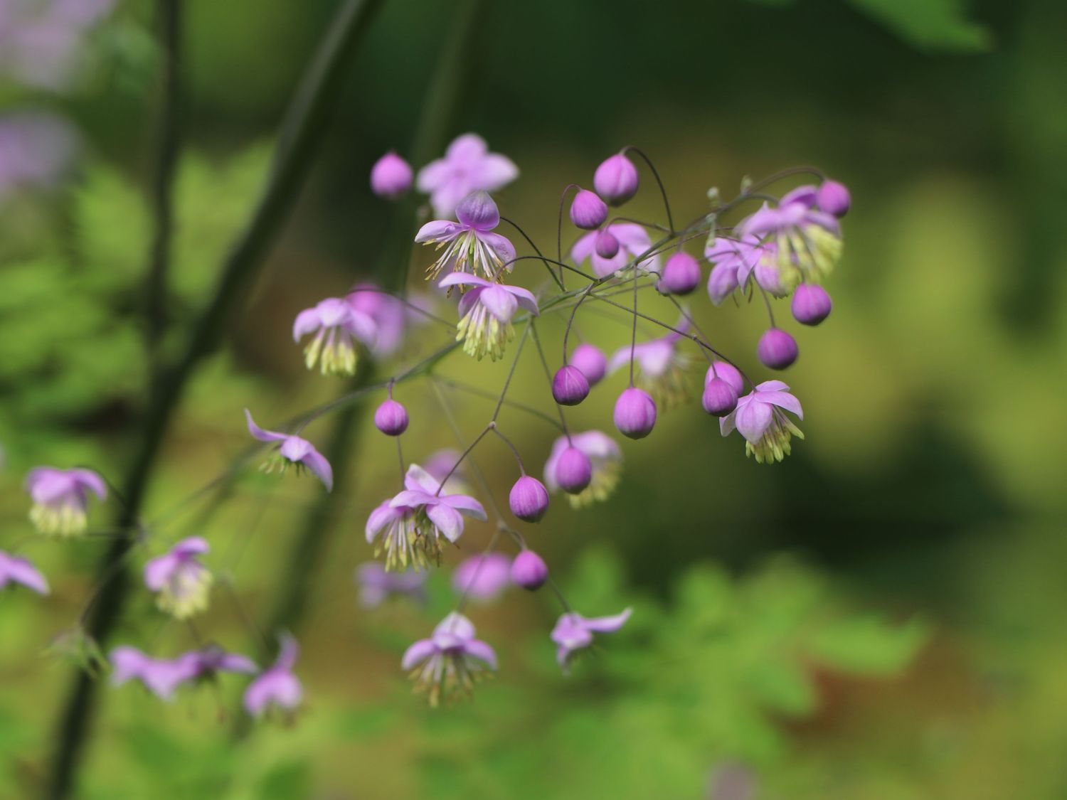 Prächtige Wiesenraute - Thalictrum rochebruneanum