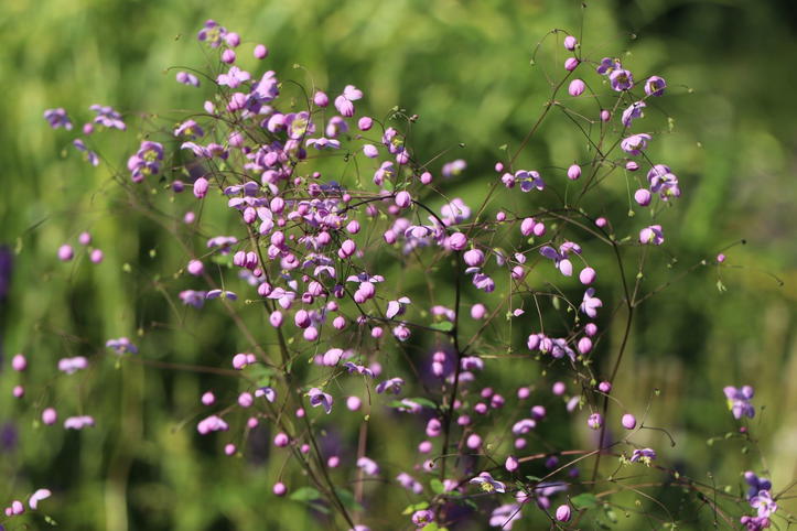 Prächtige Wiesenraute (Thalictrum rochebruneanum) - Info & Angebot