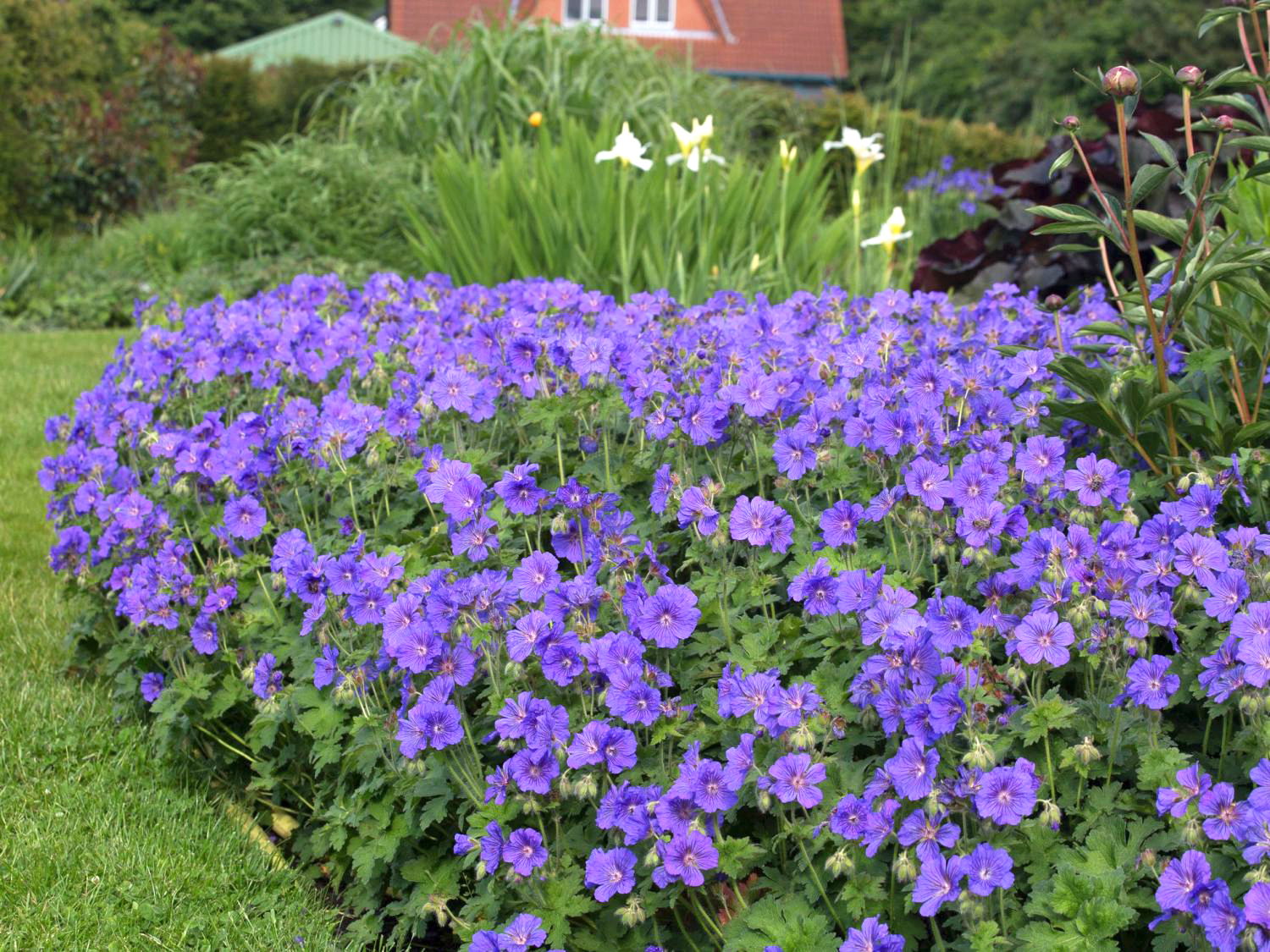 Storchschnäbel (Geranium)