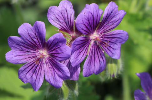 Prächtiger Storchschnabel 'Rosemoor' - Geranium x magnificum 'Rosemoor'