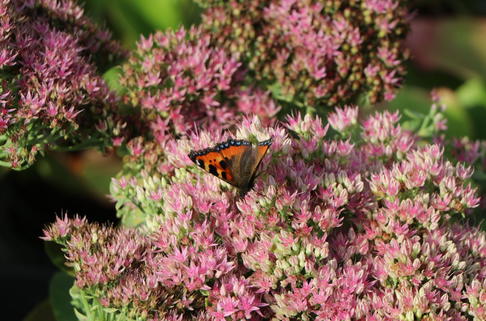 Prächtiges Fettblatt 'Brillant' - Sedum spectabile 'Brillant'