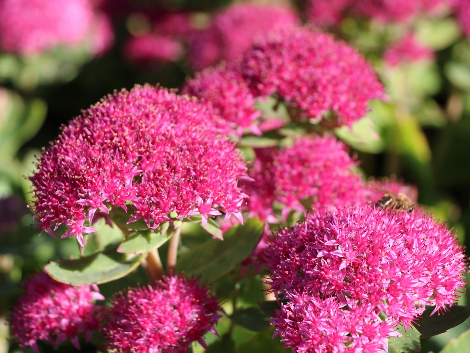 Prächtiges Fettblatt 'Carl'