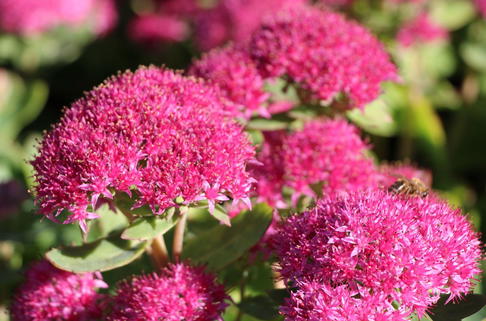 Prächtiges Fettblatt 'Carl' - Sedum spectabile 'Carl'