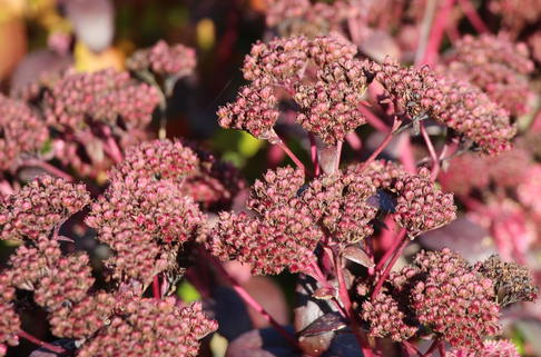 Prächtiges Fettblatt 'Purple Emperor' - Sedum spectabile 'Purple Emperor'