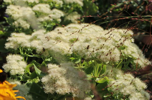 Prächtiges Fettblatt 'Stardust' ® - Sedum spectabile 'Stardust' ®