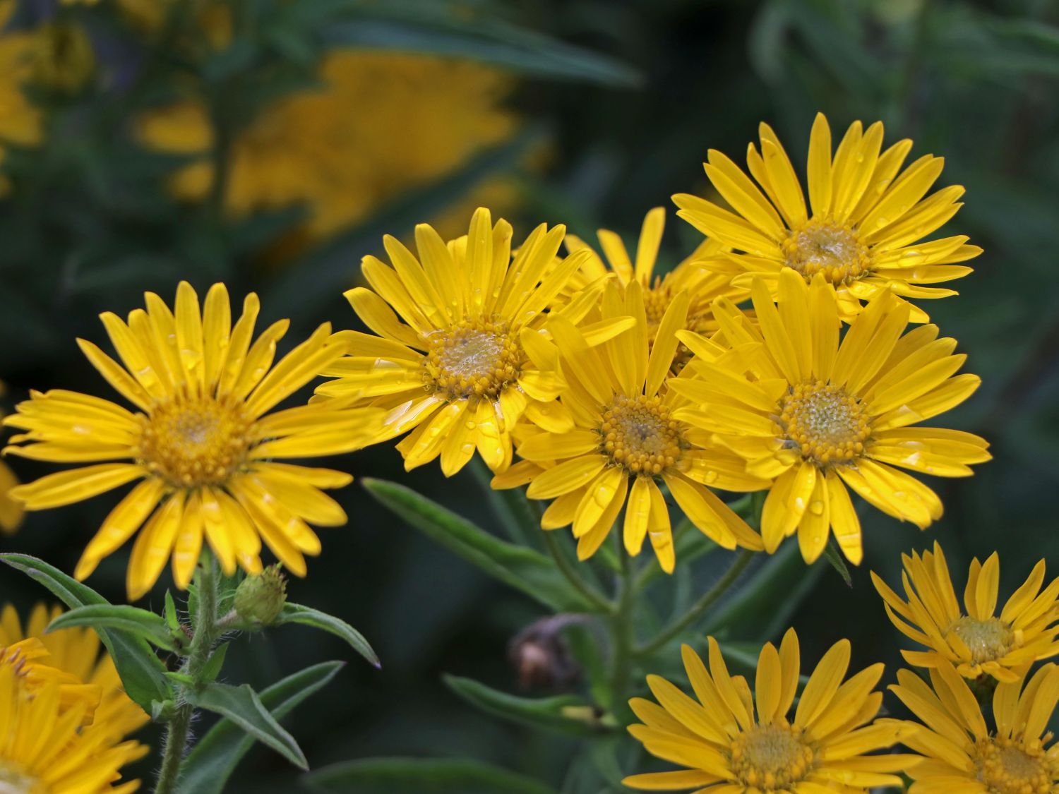 Goldastern (Chrysopsis)