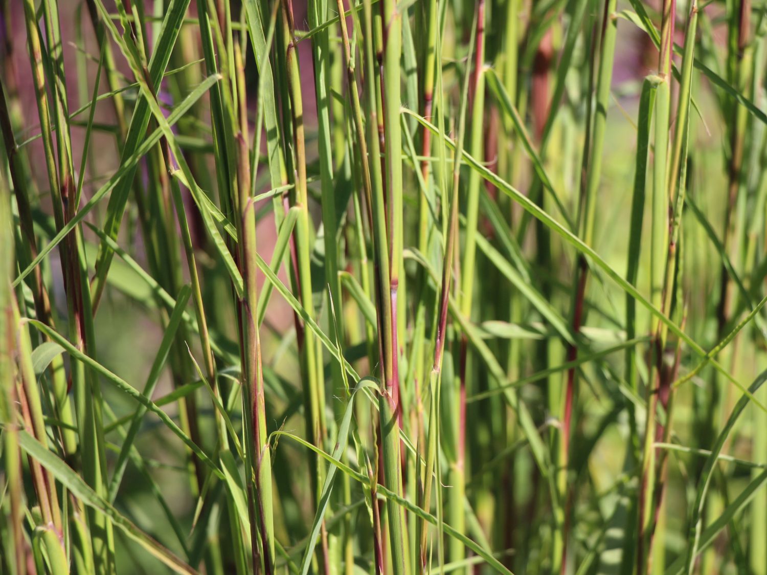 Prärie-Besengras 'Cairo'