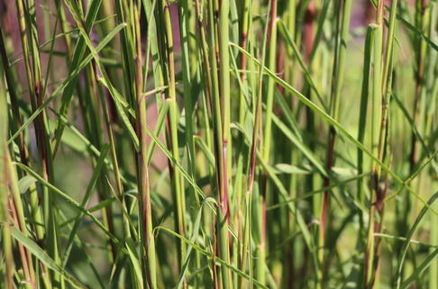 Prärie-Besengras 'Cairo' - Schizachyrium scoparium 'Cairo'