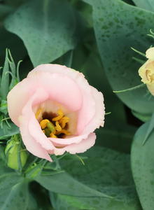 Eustoma (Eustoma)