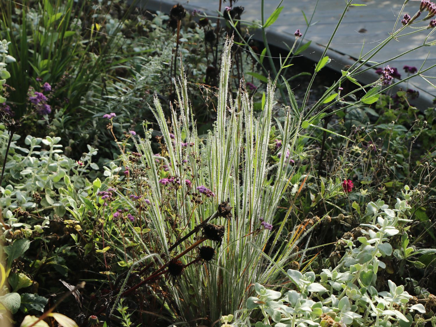 Präriegras 'Ha Ha Tonka'