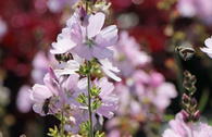 Präriemalve 'Elsie Heugh'