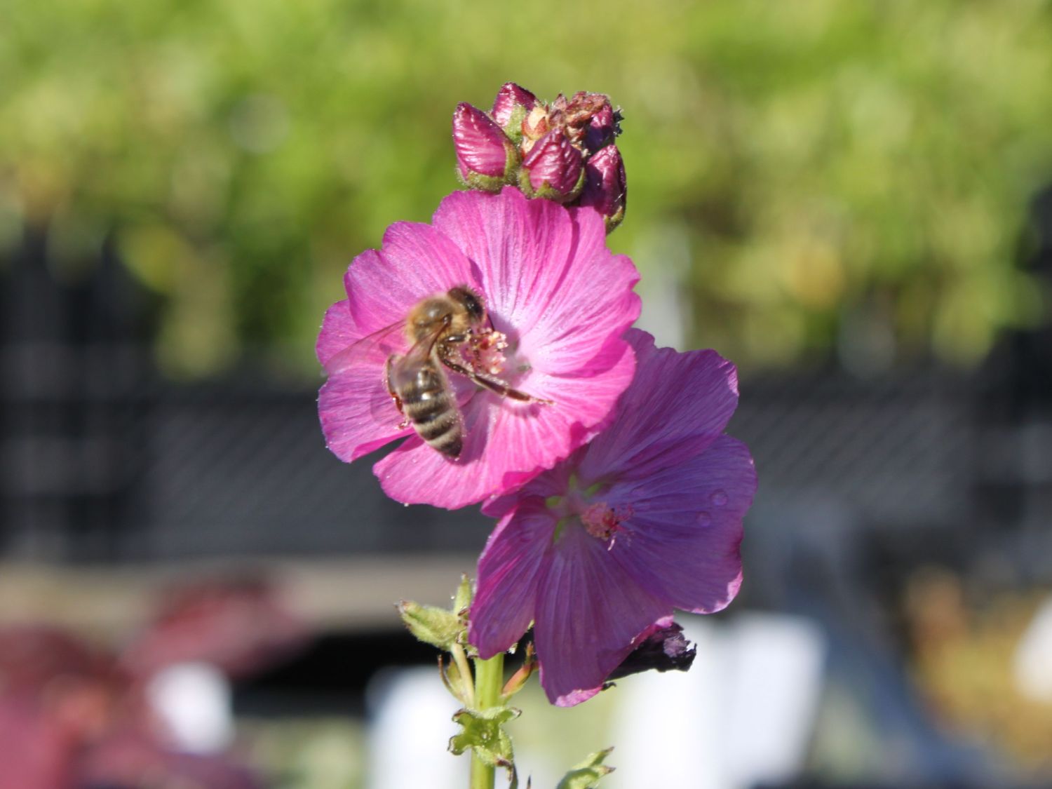 Präriemalve 'Stark's Hybrid'