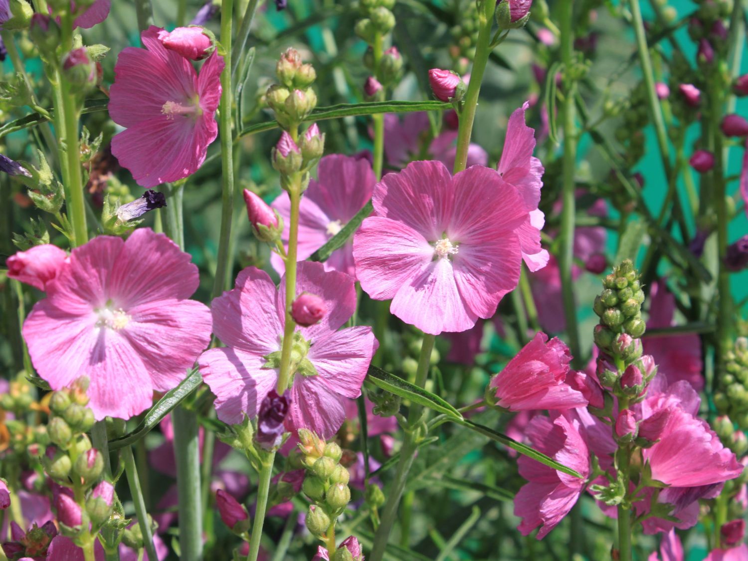 Präriemalven (Sidalcea)