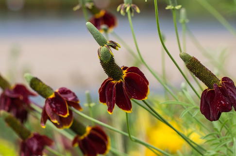 Präriesonnenhut 'Red Midget' - Ratibida columnifera 'Red Midget'