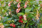 Preiselbeere 'Fireballs' / 'Lirome' - Vaccinium vitis-idaea 'Fireballs' / 'Lirome'