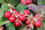 Preiselbeere 'Fireballs' / 'Lirome' - Vaccinium vitis-idaea 'Fireballs' / 'Lirome'