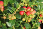 Preiselbeere 'Fireballs' / 'Lirome' - Vaccinium vitis-idaea 'Fireballs' / 'Lirome'