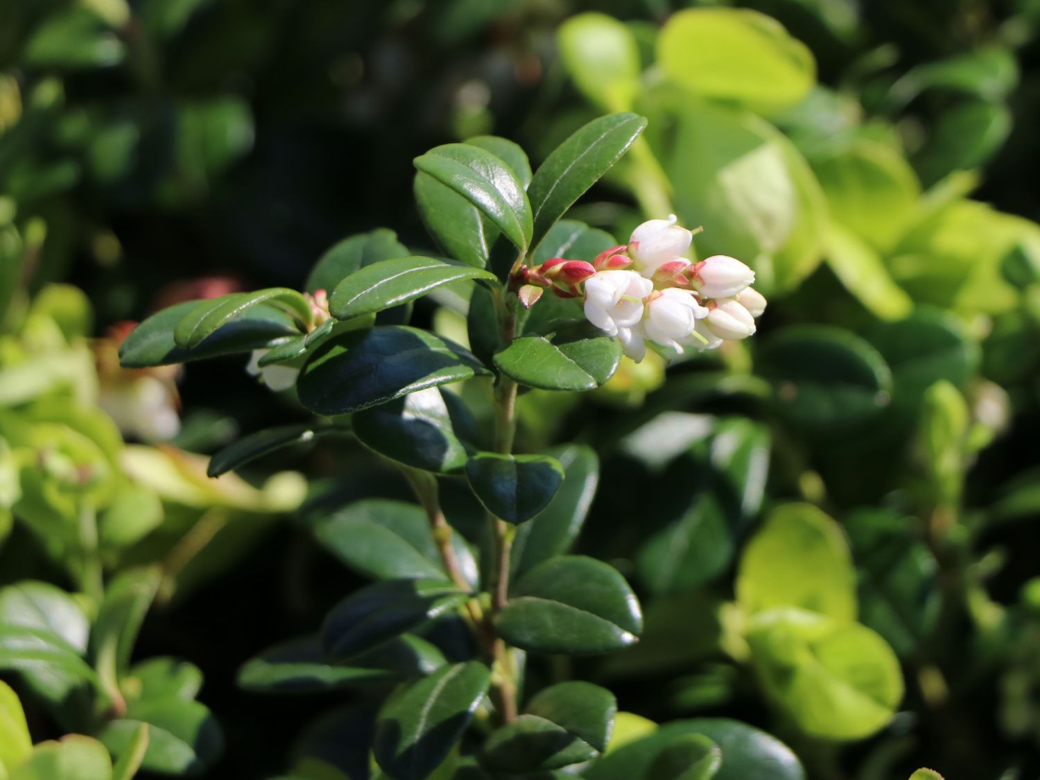 Vaccinium Vitis-Idaea Koralle – Preiselbeeren pflanzen, pflegen und ...