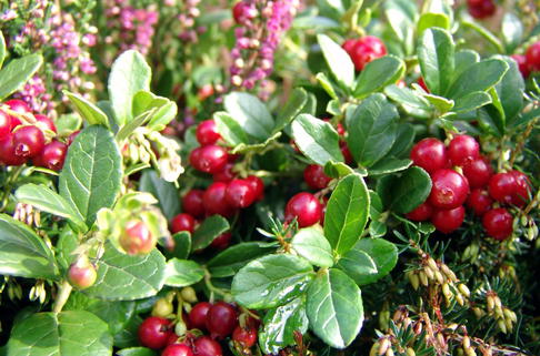 Preiselbeere - Vaccinium vitis-idaea