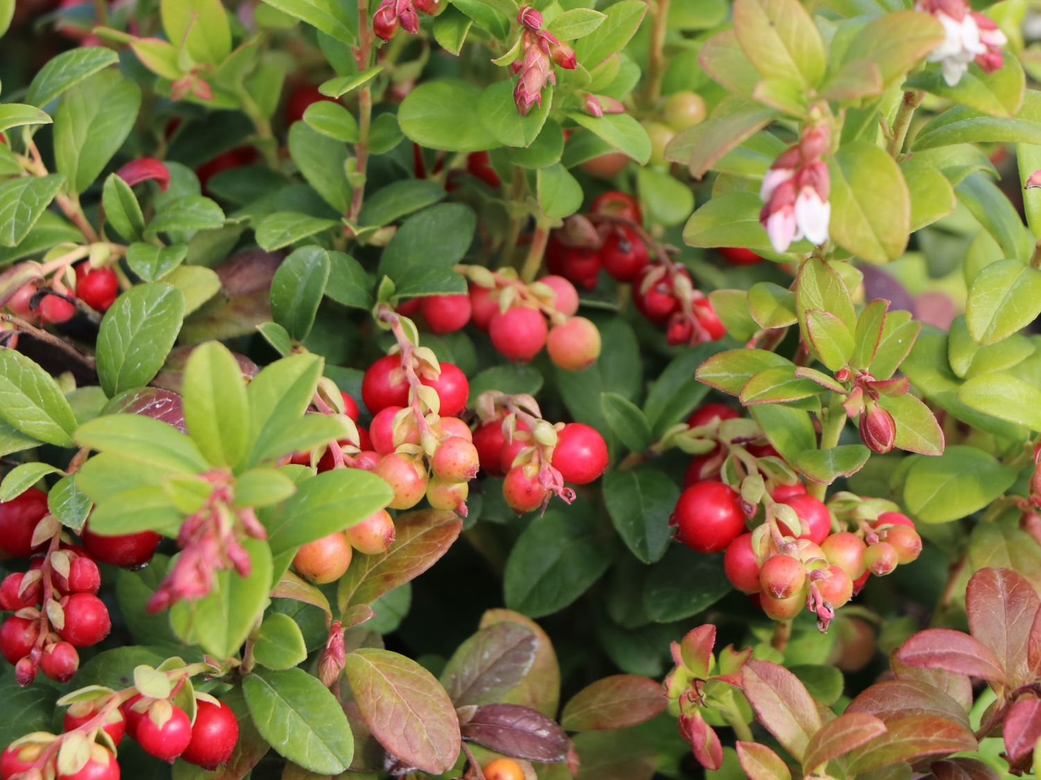 Preiselbeere Miss Cherry ® 'Meliro'