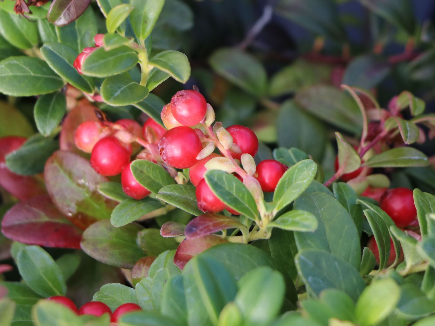 Preiselbeere Miss Cherry ® 'Meliro' - Vaccinium vitis-idaea Miss Cherry ® 'Meliro'