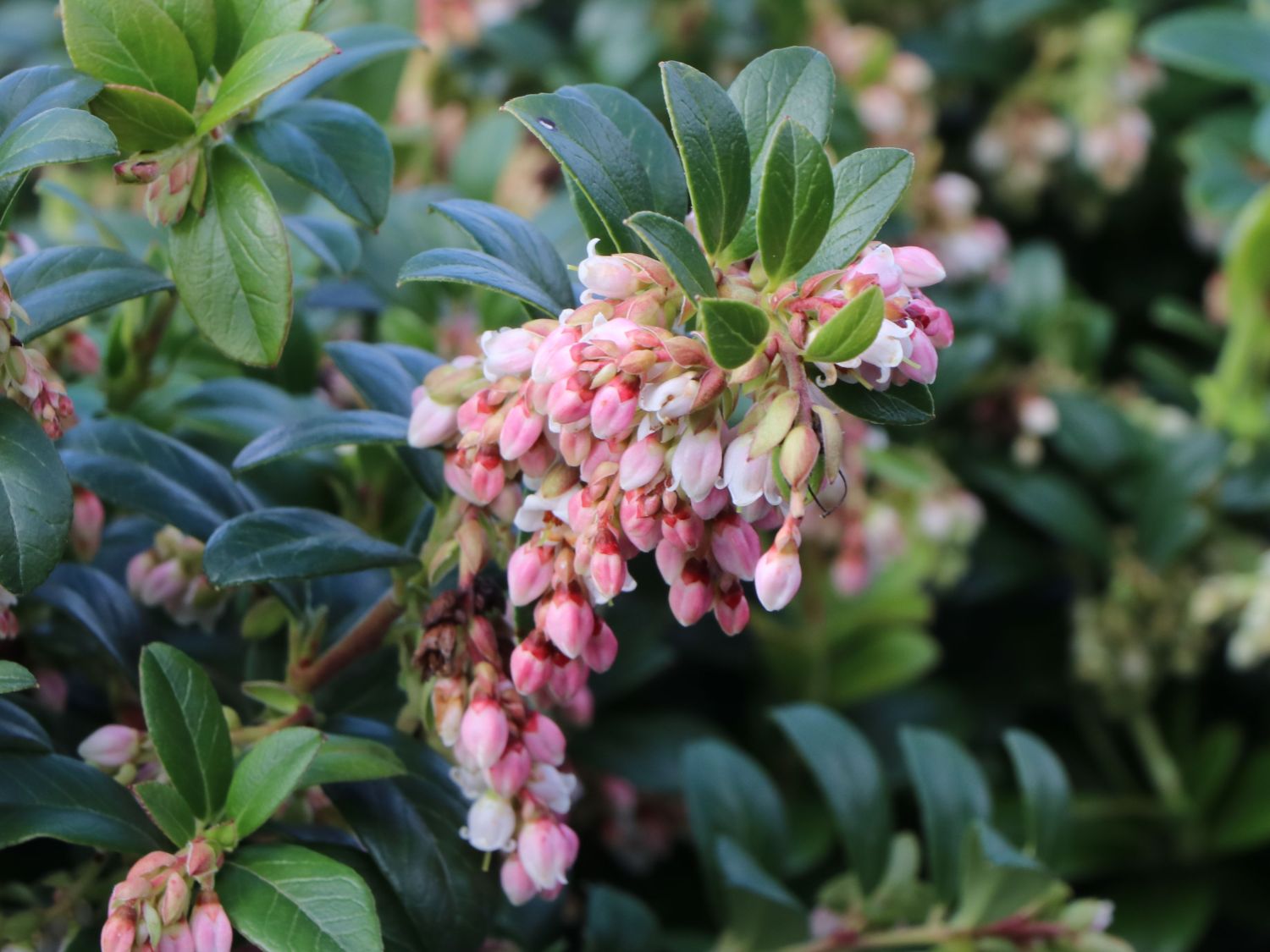 Preiselbeere Miss Cherry ® 'Meliro' - Vaccinium vitis-idaea Miss Cherry ® 'Meliro'