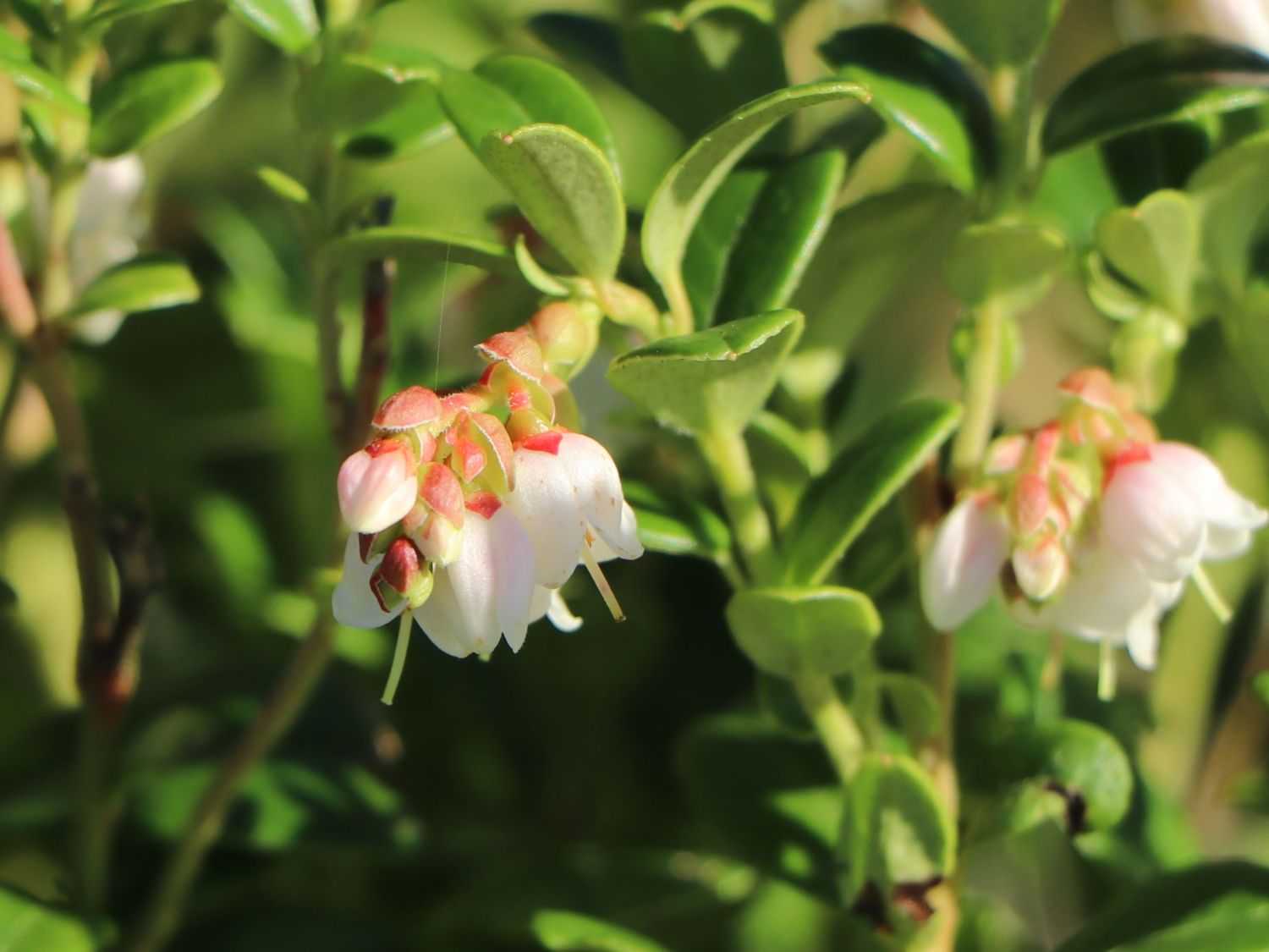 Preiselbeere Miss Cherry ® 'Meliro' - Vaccinium vitis-idaea Miss Cherry ® 'Meliro'
