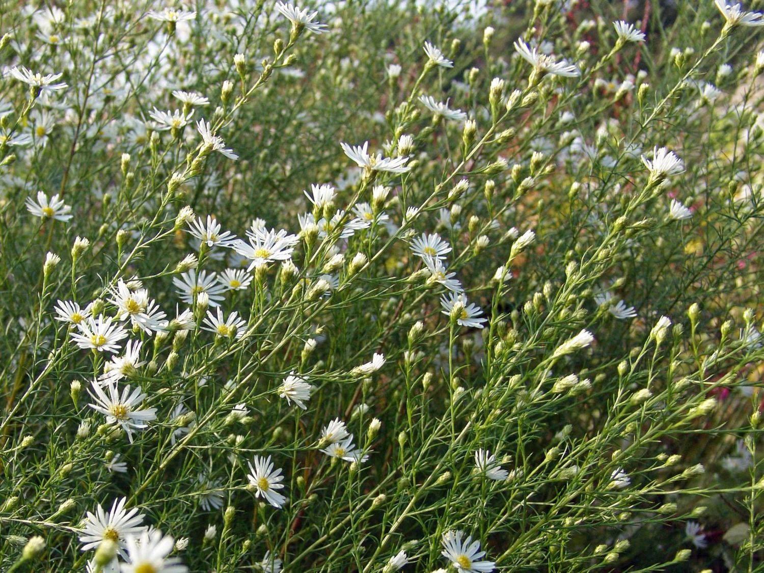 Pringleis Aster 'Monte Cassino' - Aster pringlei 'Monte Cassino'
