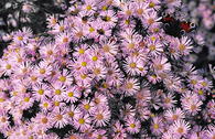 Pringleis-Aster 'Pink Star'