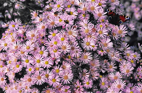 Pringleis-Aster 'Pink Star' - Aster pringlei 'Pink Star'