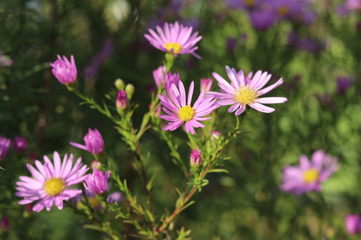 Pringleis-Aster 'Pink Star' - Schönste Stauden & Expertenwissen