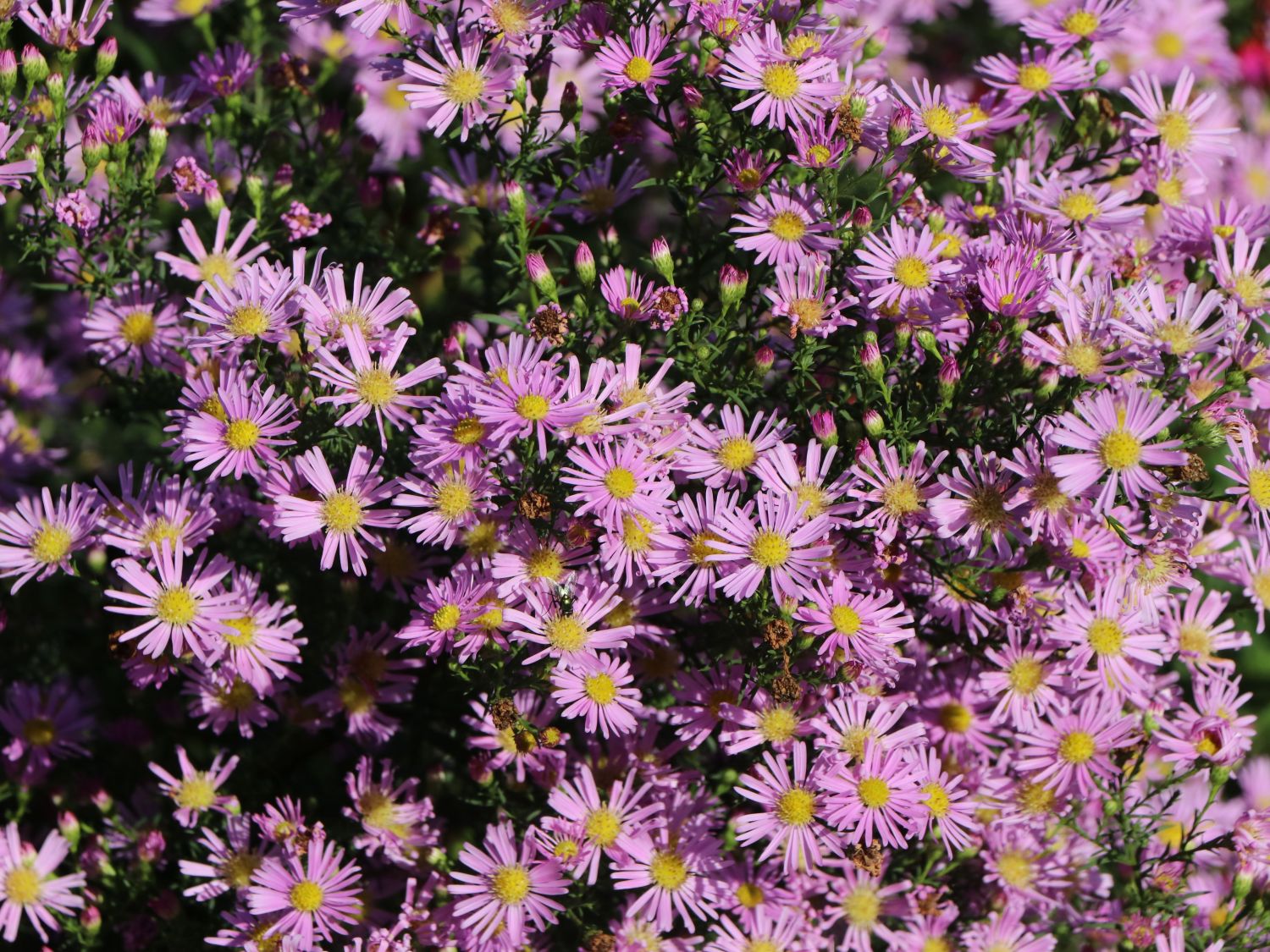 Pringleis-Aster 'Pink Star' - Expertenwissen zu dieser Staude