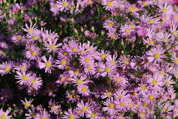 Pringleis-Aster 'Pink Star' - Expertenwissen zu dieser Staude