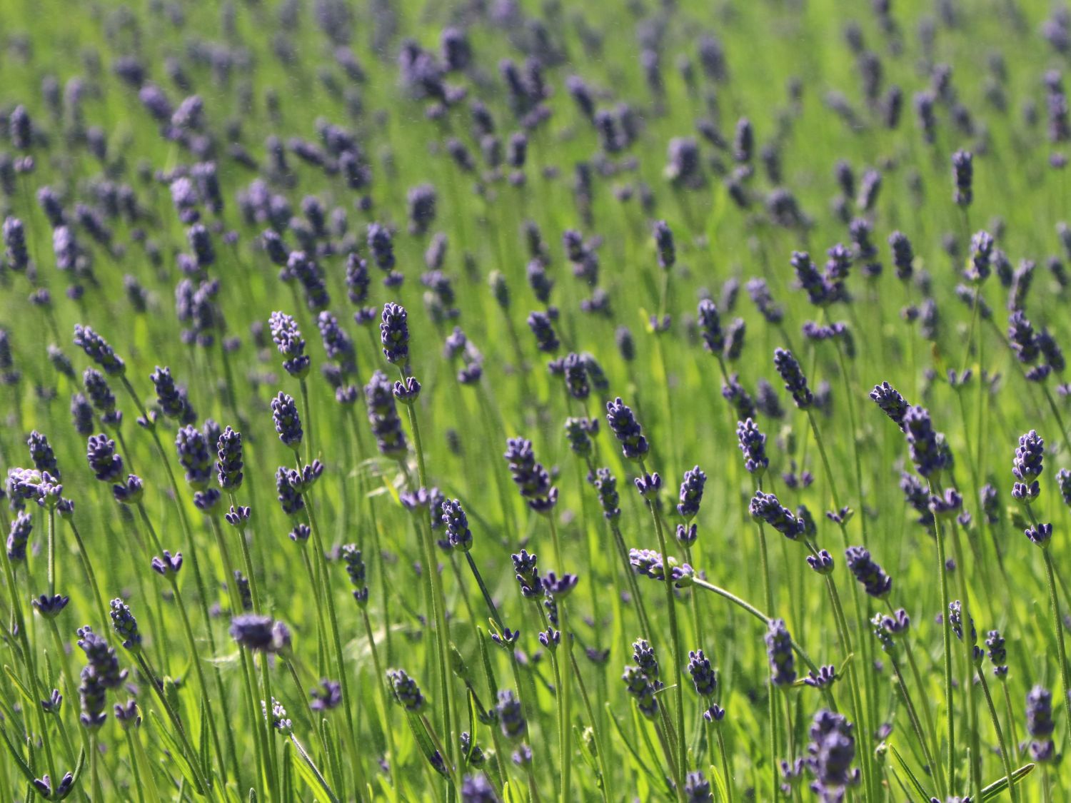 Provence-Lavendel 'Essence Purple'