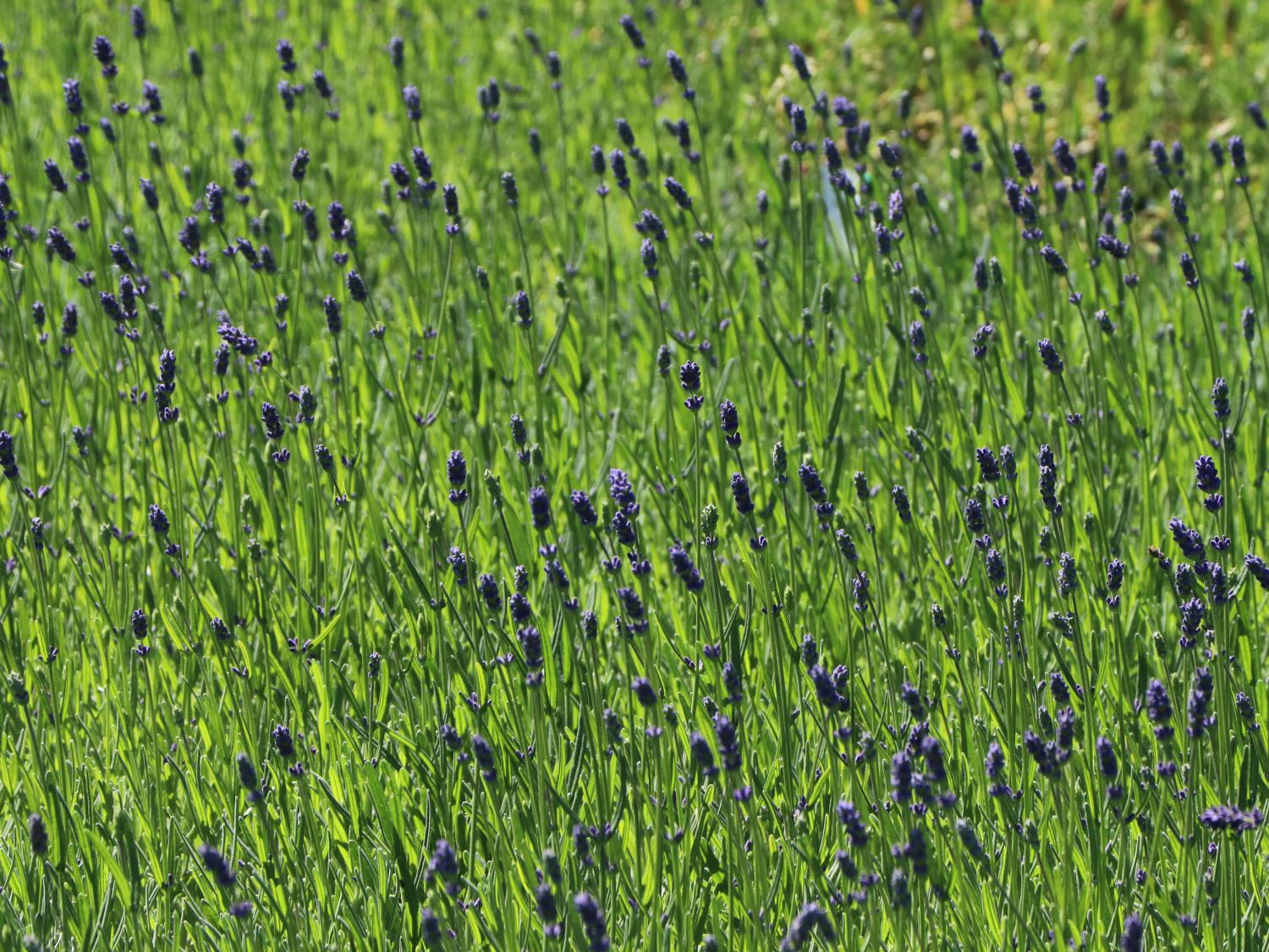 Provence-Lavendel 'Essence Purple' - Lavandula angustifolia 'Essence Purple'