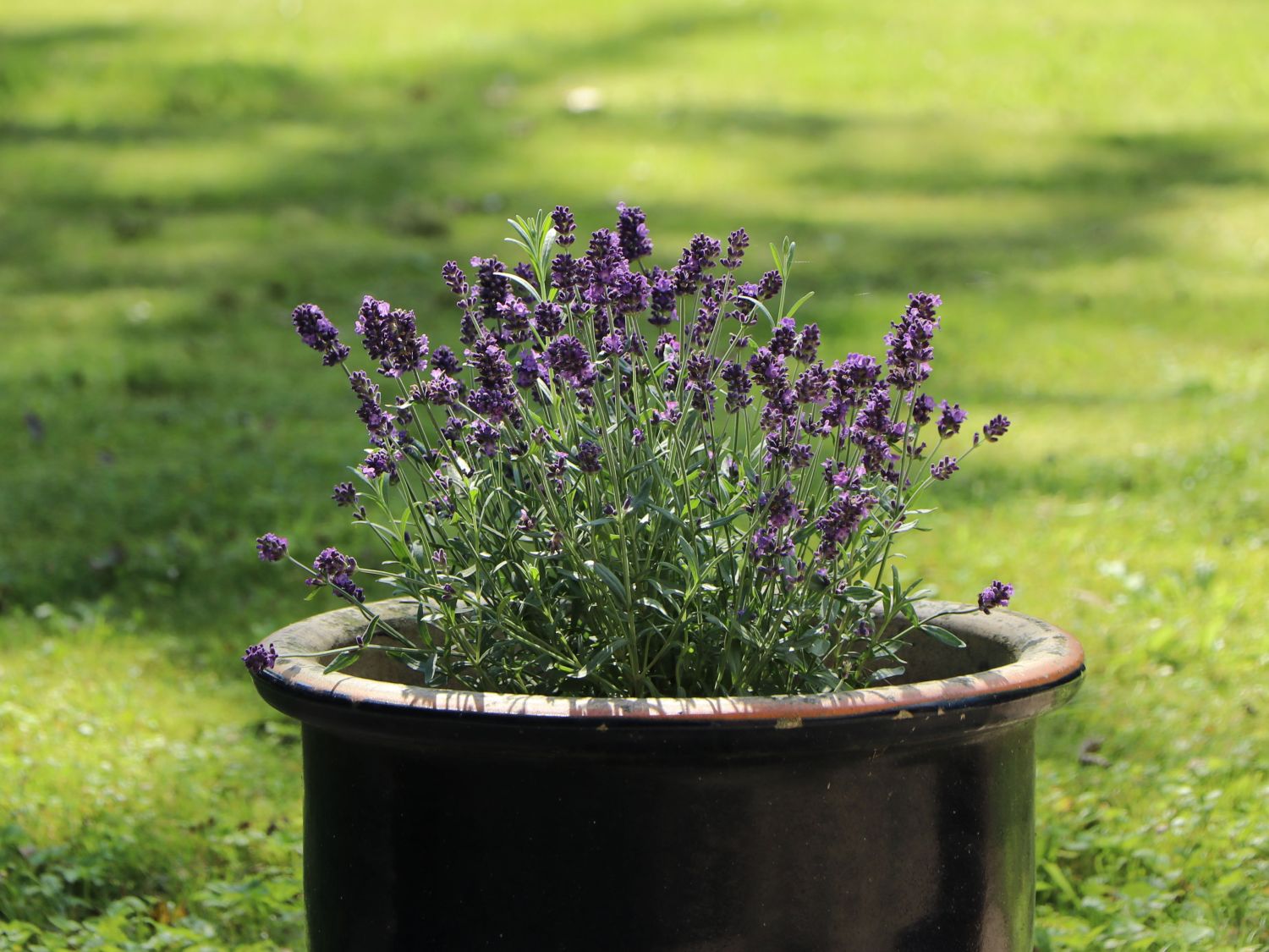 Provence-Lavendel 'Essence Purple' - Lavandula angustifolia 'Essence Purple'