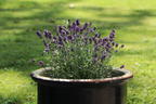 Provence-Lavendel 'Essence Purple' - Lavandula angustifolia 'Essence Purple'