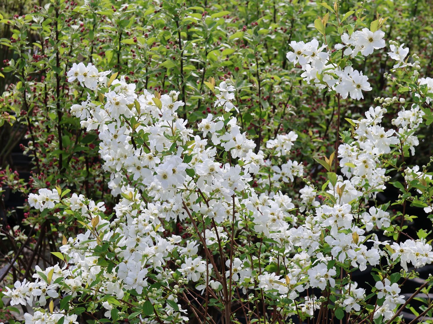 Prunkspiere 'Blushing Pearl' - Exochorda racemosa 'Blushing Pearl'