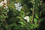 Prunkspiere 'Blushing Pearl' - Exochorda racemosa 'Blushing Pearl'
