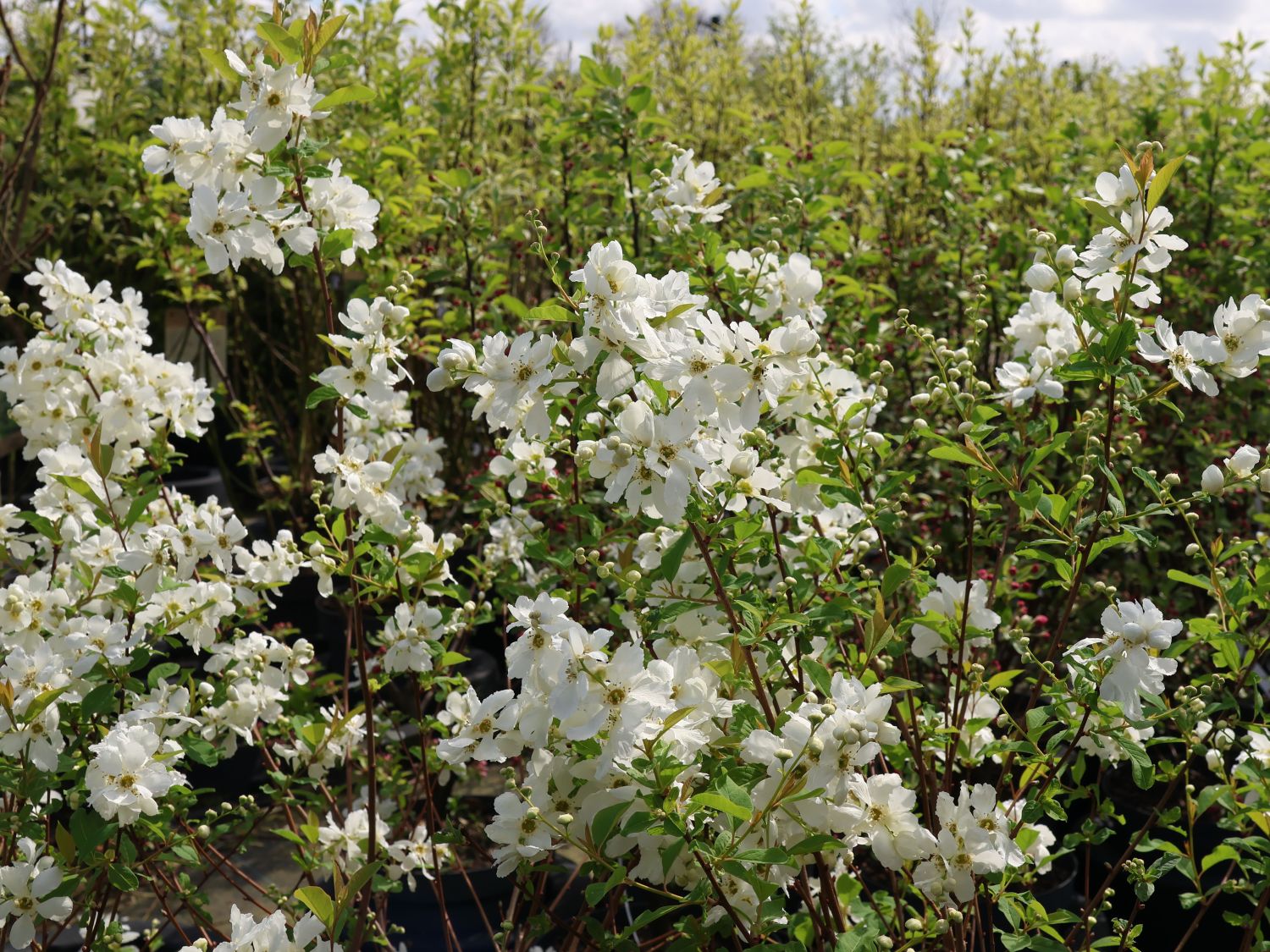 Prunkspiere 'Blushing Pearl' - Exochorda racemosa 'Blushing Pearl'