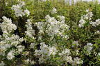 Prunkspiere 'Blushing Pearl' - Exochorda racemosa 'Blushing Pearl'