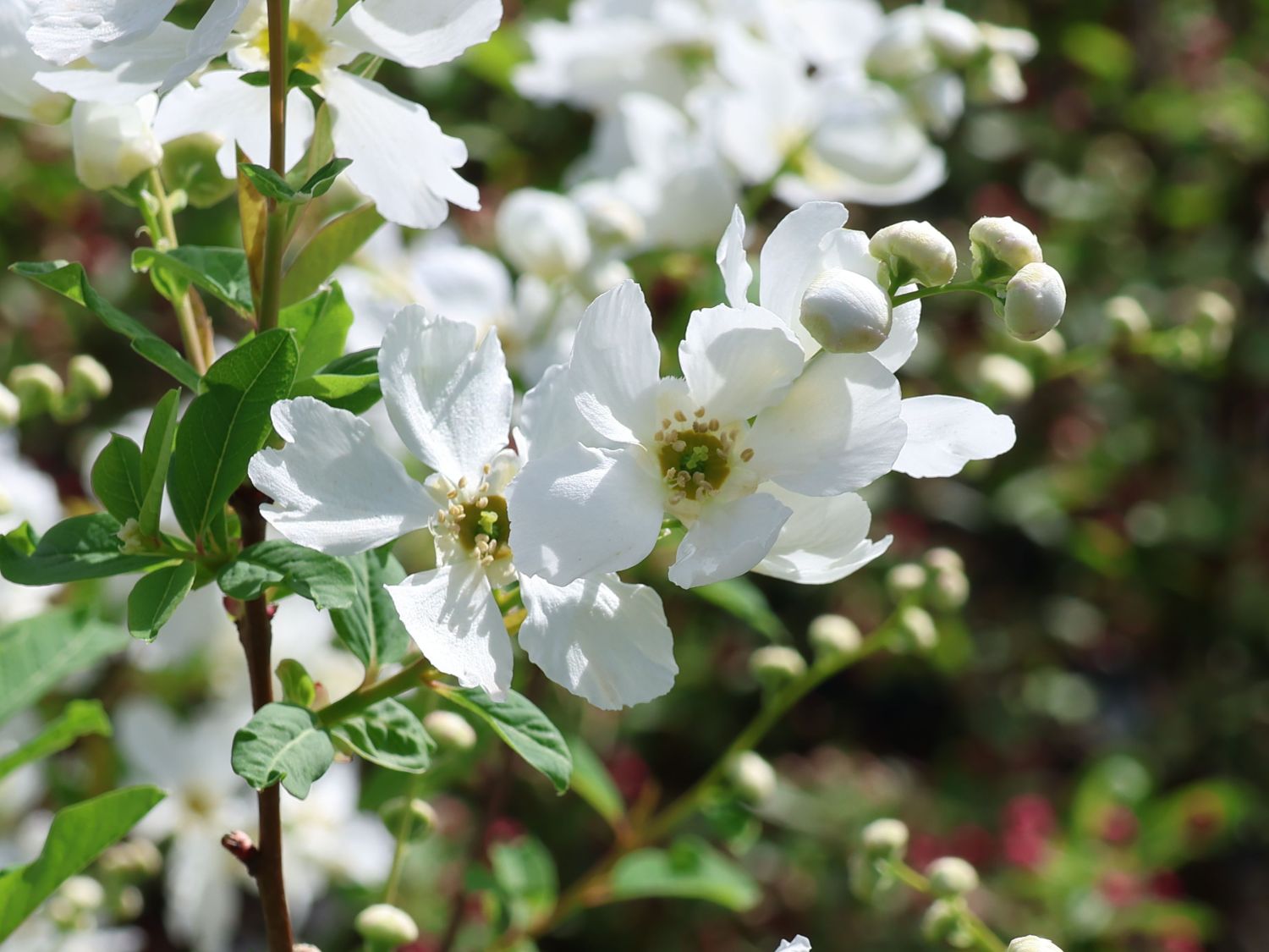 Prunkspiere 'Blushing Pearl' - Exochorda racemosa 'Blushing Pearl'