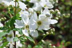 Prunkspiere 'Blushing Pearl' - Exochorda racemosa 'Blushing Pearl'