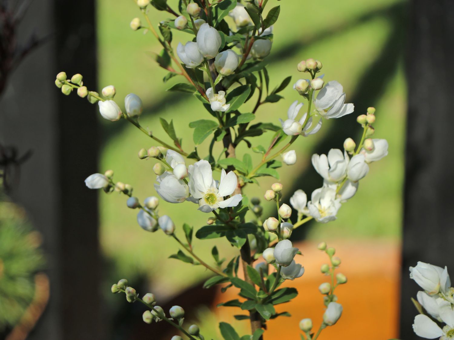 Prunkspiere 'Blushing Pearl' - Exochorda racemosa 'Blushing Pearl'