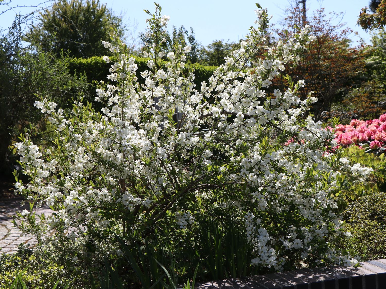 Prunkspiere 'Niagara' - Exochorda racemosa 'Niagara'